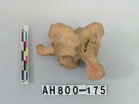 藏品(獸脊椎骨)的圖片